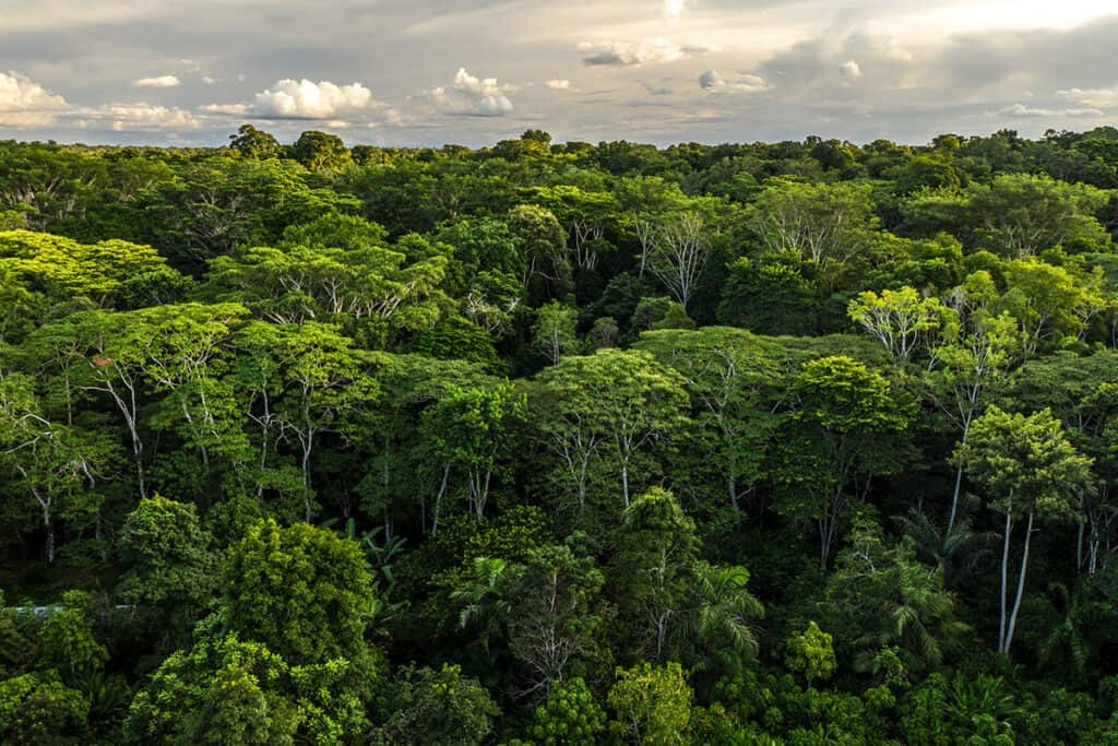 Magus diventa la prima Galleria Green in&nbsp;Europa